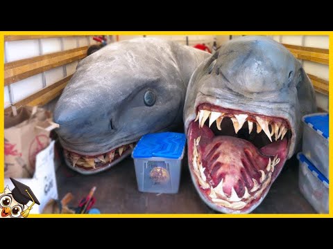 The 50 most dangerous fish in the world