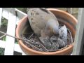 Mourning Dove Feeds Chicks in Nest on Fire Escape in San Francisco California