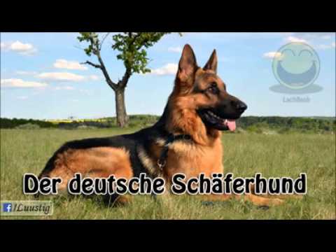 Medikiertem Futter an einem Gelenkerkrankungen Drotaverinum von Rückenschmerzen