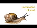 Locomotion of Snail