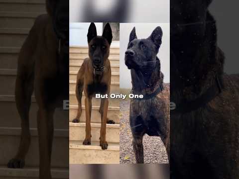 Belgian Malinois vs Dutch Shepherd – Elite War Dogs Compared