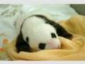Watch Newborn Baby Panda Grow LIVE 