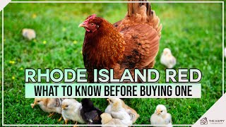 Rhode Island Red What to Know Before Buying One