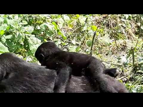 Interacting With the Gorillas at Bwindi Forest