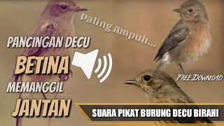 Download lagu SUARA Pikat Burung DECU Betina Birahi MEMANGGIL Jantan Sangat Ampuh Si Kacer Mini -Free Download mp3 mp3