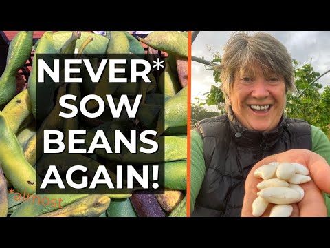 How to Grow Beans Year After Year | Perennial Runner Beans