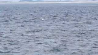 preview picture of video 'Bottlenose Dolphins - Tay estuary 7th August 2013'