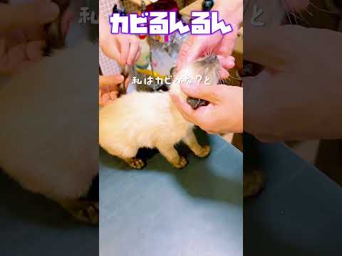 【今日のアオくん】元気そうに見えたけど、猫カビ発症するぐらいに身体は弱っていたってことかー。。。