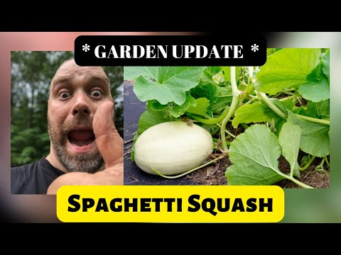 , title : 'Spaghetti Squash Growing and Pruning GARDEN UPDATE'