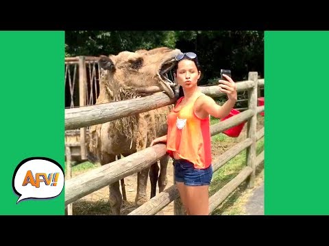 UNEXPECTED Animal ATTACKS! | AFVs Wildest Animal Moments