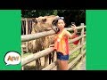 UNEXPECTED Animal ATTACKS AFVs Wildest Animal Moments