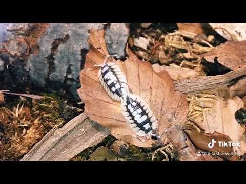 Porcellio expansus ❤️ Kellerasseln? Nein, Zierasseln 😋