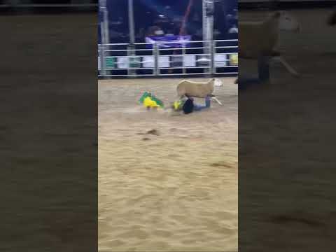 Rodeio em Carneiro! Aporé Goiás 2025. Segunda montaria nessa arena é primeira vez campeão 💙#rodeio