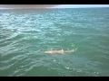 Mark Wagner catches his 2nd nurse shark