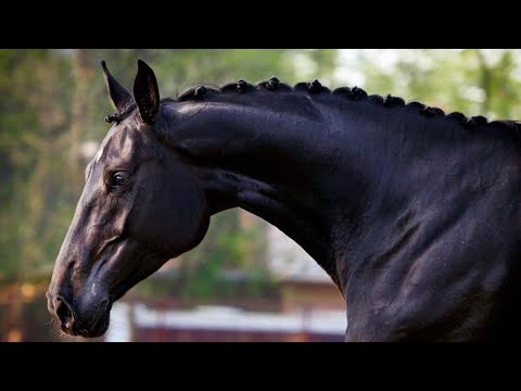 Album - Les nombreuses qualités illustrées de l' Oldenbourg, un cheval énergique d'Allemagne