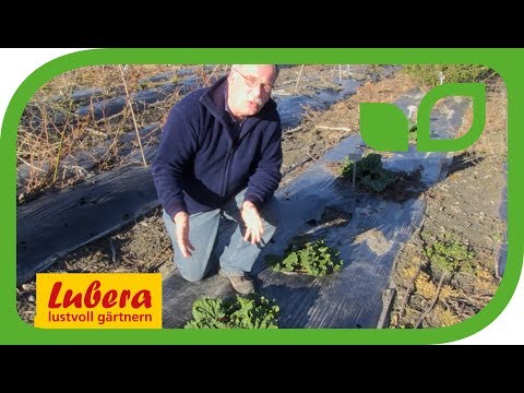 Die besten Rhabarbersorten für den Garten