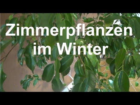How to properly care for houseplants in winter Care tips Plants Winter Watering Light