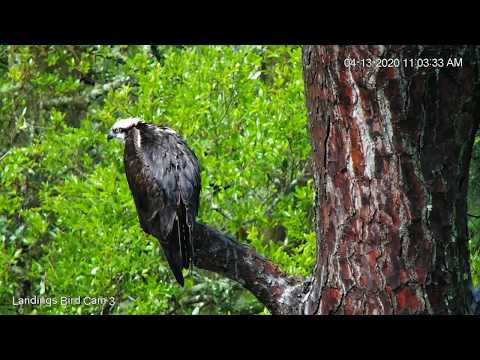 Female Osprey Conducts Self-Maintenance After Weathering Storm In Savannah – April 13, 2020