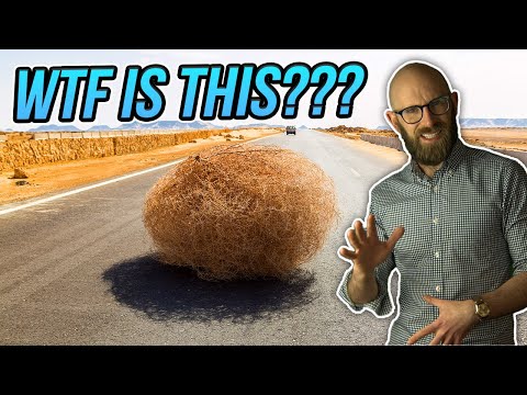 So What Actually is a Tumbleweed, Anyway, And How Did it Become Associated with the American West