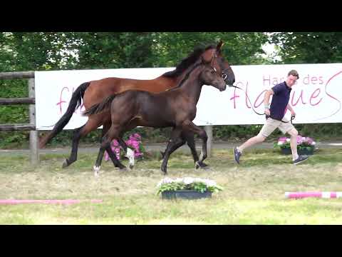 PRESTIGE DES FLAGUES