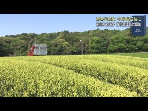 YouTube Video 静岡県内の２０２５年の荒茶生産量は全国で２位　２年連続で鹿児島県に首位を奪われる