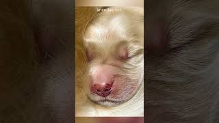 Royal Caribbean Confirms Legend of the Seas Chief Dog Officer. #cruise #royalcaribbean #cruisenews