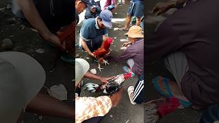 Download lagu ayam pakhoy warna gondang !!! ayam pama juga banyak hari ini !!! mp3 Download lagu ayam pakhoy warna gondang !!! ayam pama juga banyak hari ini !!! mp3