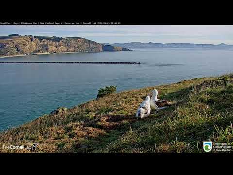 YRK Makes the Long Walk Up to The Nest To Feed
