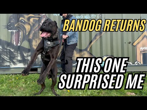I Faced a Giant Bandog... Here's How Strong its Bite Really is