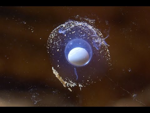 Awaiting Rare Birth of  "Baby Dragons" in Postojna Cave