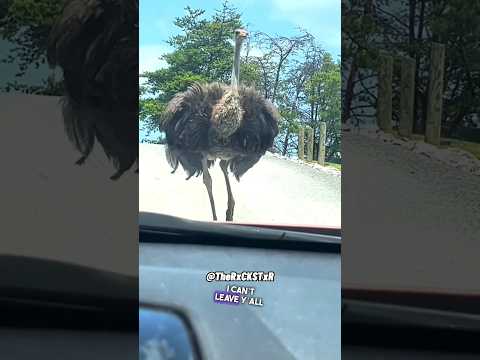 L'autruche la plus cool du monde ! - rxckstxr voix off comique