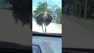 L'autruche la plus cool du monde ! - rxckstxr voix off comique