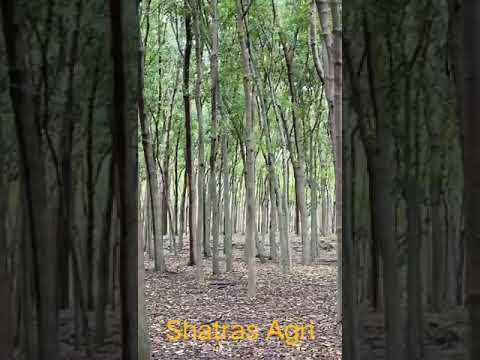 Broun white mahogany wood log, for furniture, thickness: abo...