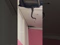 The 3 Anaconda's 😱  in the roof of a house #snake #scary #chicago #newyork #asia #apac #thailand