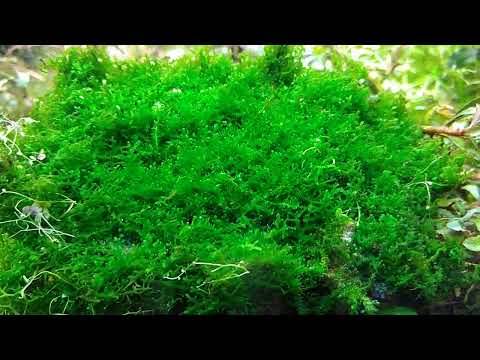 Aquatic Moss