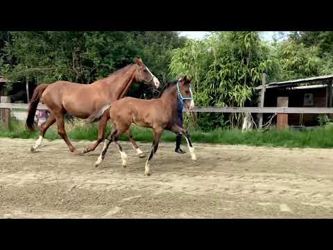 Escamillo x quaterback 2020 stallion