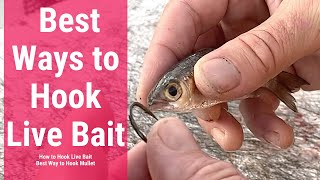 Best Ways to Hook Live Bait | How to Hook Live Bait | Best Way to Hook Mullet