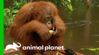Mangis Is Getting Picked On By An Orangutan 'Girl Gang' | Orangutan Island