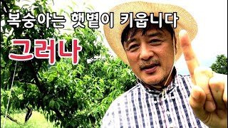 햇볕이 복숭아를 키운다는 말을 곱씹어 보면