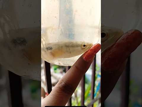 parrot and fish 🐠 #music #beats #slowedandreverb #remix #funny #bhojpurimusic #parrot #fish