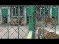 Siberian Tiger vs African Lion Size Comparison