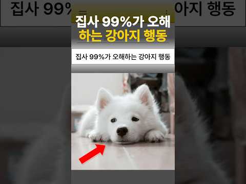 집사 99%가 오해하는 강아지 행동