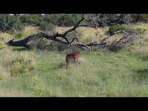 Djuma: Impala ram and Warthogs - 15:18 - 03/26/21