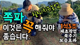 쪽파 싹 올라온 후 꼭 해줘야 할 1석3조 효과 이것 / 제초작업 / 북주기 / 보습효과 / 힐링농사 치유농…