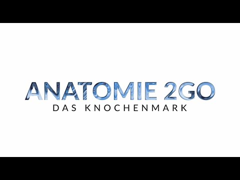 Das KNOCHENMARK  des Menschen und seine Wunder | Anatomie2Go