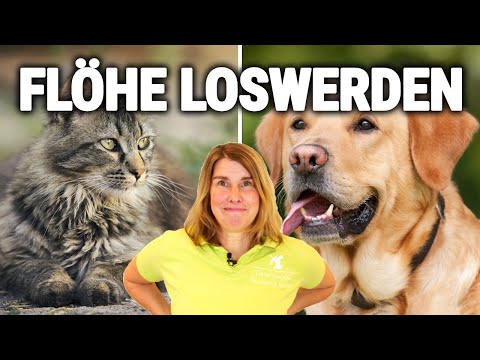 FLÖHE beim Hund und bei Katzen ERKENNEN und BEKÄMPFEN !