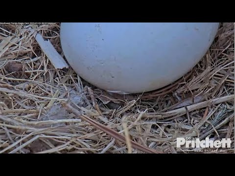 SWFL Eagles ~ WE HAVE A PIP!! Hatch Is In Progress! 😊 💕 1.3.23