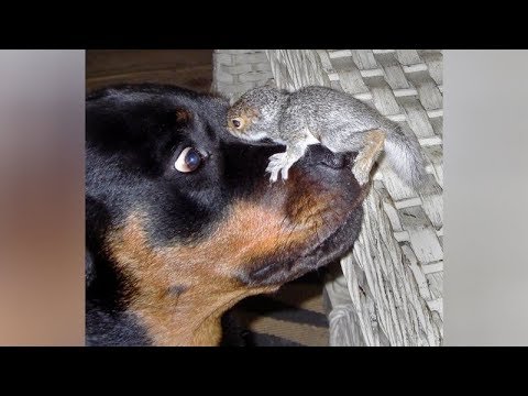 Top des vidéos drôles d'écureuils - préparez-vous à rire très fort !