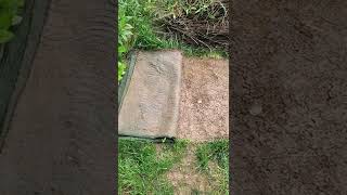 How to kill grass for a garden, no chemicals, no digging