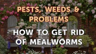 How to Get Rid of Mealworms